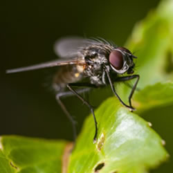 Fumigación todo tipo de insectos, voladores o  rastreros