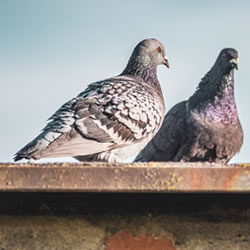 Control de palomas, erradicación