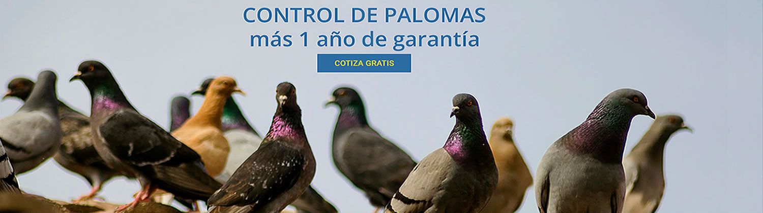 Control integral de palomas y roedores